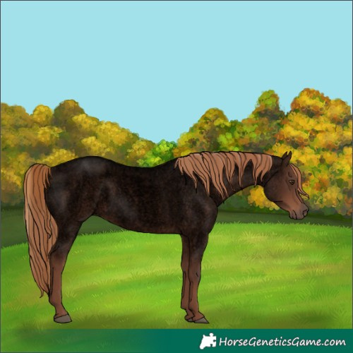 Horse Color:Void Liver Red Roan 