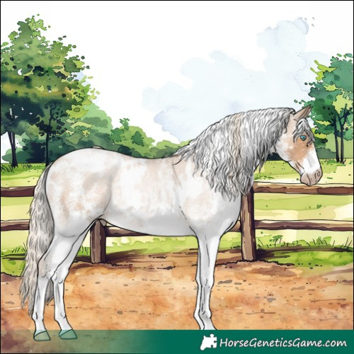 Horse Color:Gray White Spotted Palomino Pearl Blanket Rabicano 