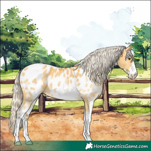 Horse Color:White Spotted Silver Buckskin Dun Near Leopard Rabicano 