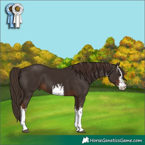 Horse Color:White Spotted Liver Chestnut 