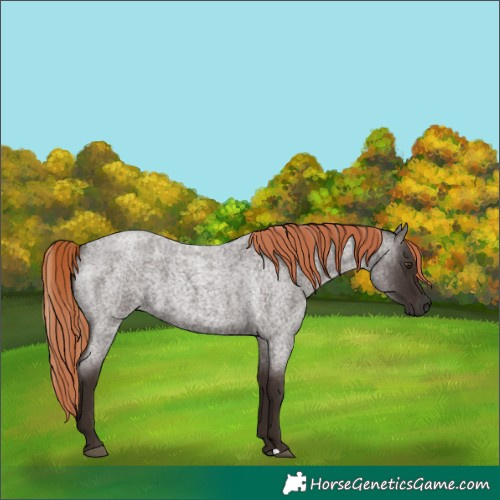 Horse Color:Liver Red Roan 