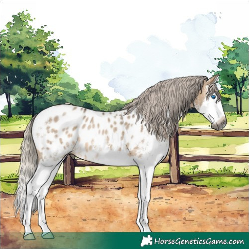 Horse Color:Gray White Spotted Silver Brown Dun Splash Near Leopard Rabicano 