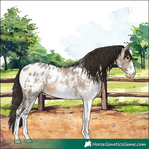 Horse Color:White Spotted Brown Dun Blanket 