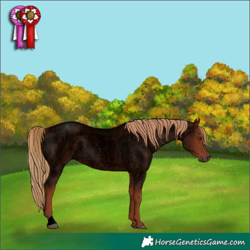 Horse Color:Void Red Roan 