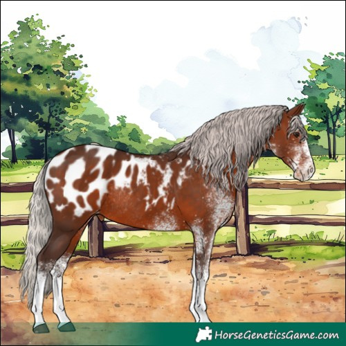 Horse Color:White Spotted Silver Brown Tobiano Near Leopard Rabicano 