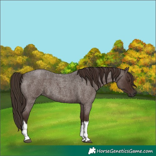 Horse Color:White Spotted Liver Red Roan 