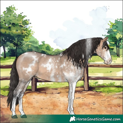 Horse Color:White Spotted Bay Dun 