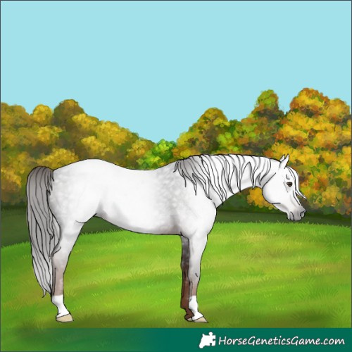 Horse Color:Gray Liver Red Roan 