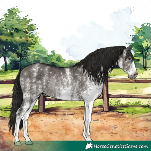 Horse Color:Gray White Spotted Grullo Rabicano 
