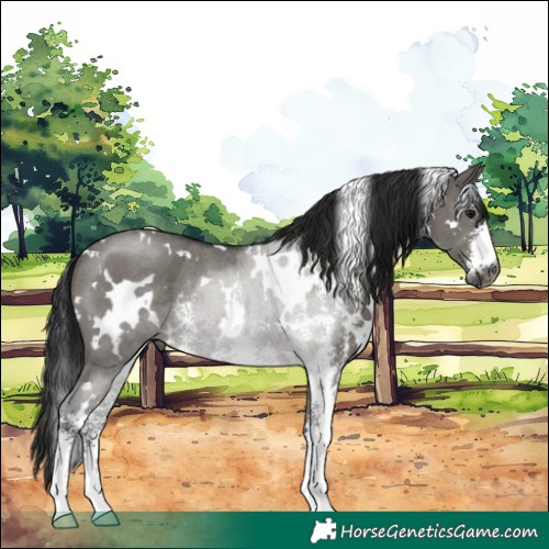 Horse Color:Gray White Spotted Grullo Sabino Rabicano 
