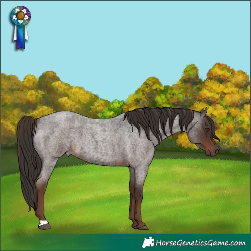 Horse Color:Liver Red Roan 