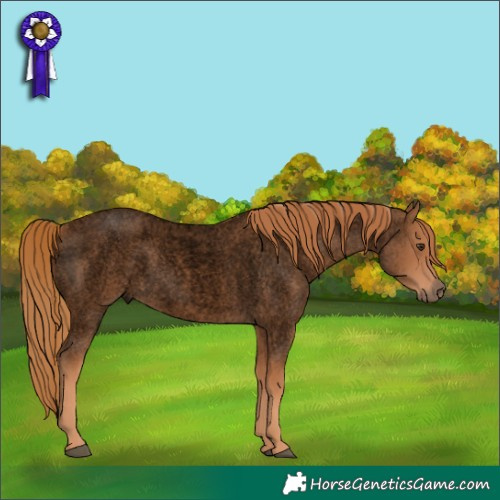 Horse Color:Void Red Roan 