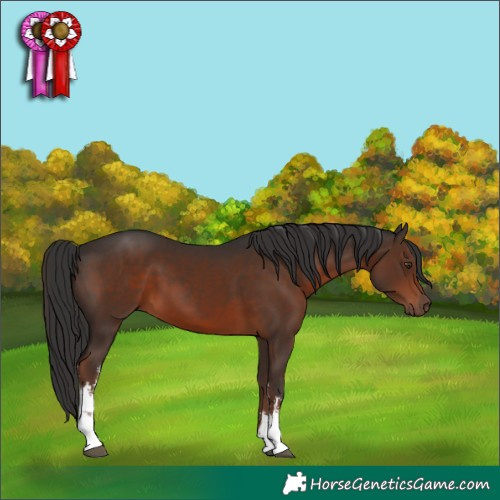 Horse Color:White Spotted Liver Chestnut 