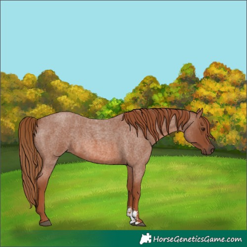 Horse Color:Red Roan Sabino 