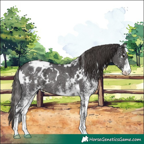 Horse Color:White Spotted Smoky Black Appaloosa Rabicano 