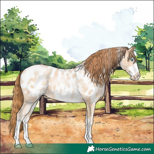 Horse Color:White Spotted Buckskin Pearl Near Leopard 