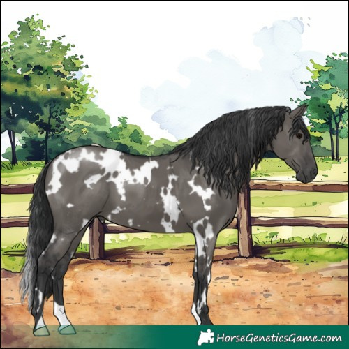 Horse Color:White Spotted Grullo 