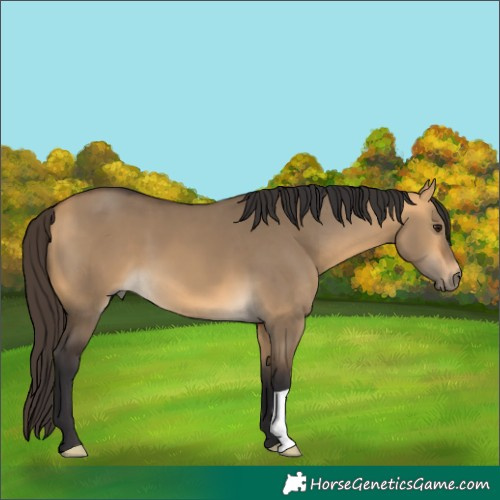 Horse Color:Buckskin Dun 