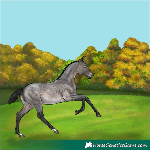 Horse Color:Platinum Brown Roan 