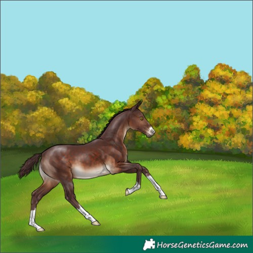Horse Color:Chocolate Brown 