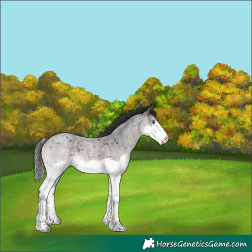 Horse Color:Platinum Brown Roan Splash 