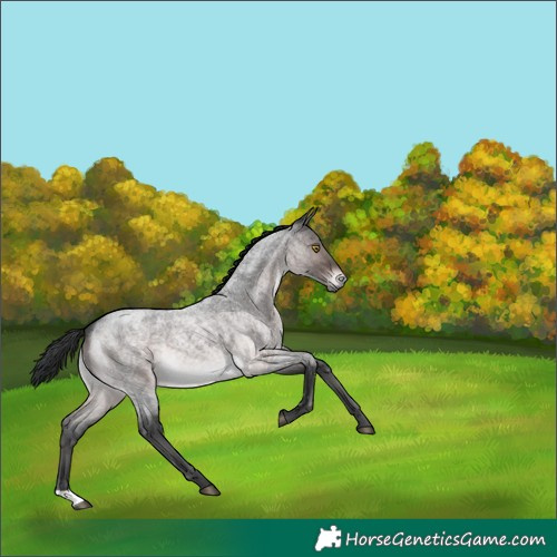 Horse Color:Platinum Brown Roan 