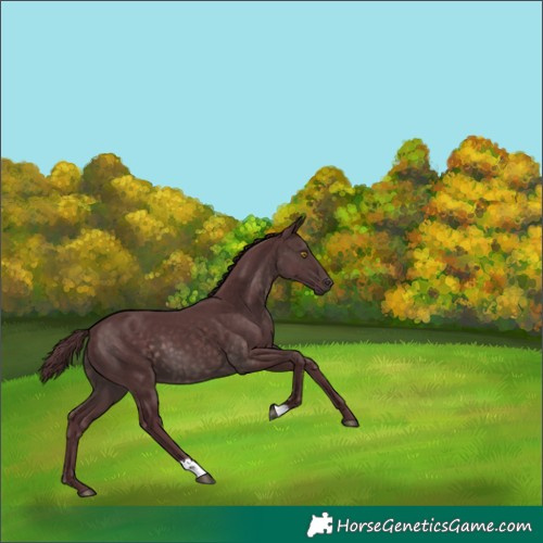Horse Color:Platinum Chocolate Brown 