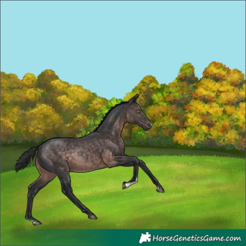 Horse Color:Platinum Brown Sabino 