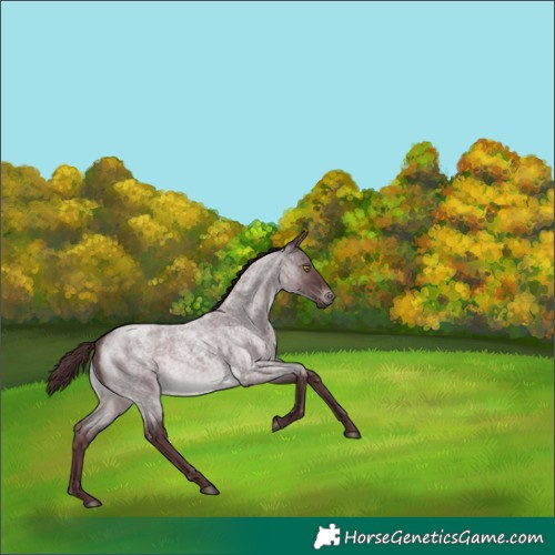 Horse Color:Platinum Chocolate Brown Roan 