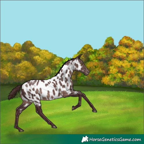 Horse Color:Platinum Chocolate Brown Near Leopard