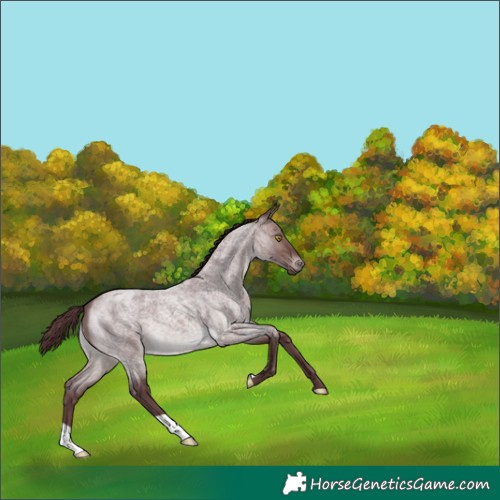 Horse Color:Platinum Chocolate Brown Roan 