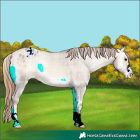 Horse Color:Plaid  Bay Onyx Appaloosa Rabicano 
