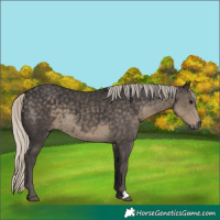 Horse Color:Silver Smoky Black