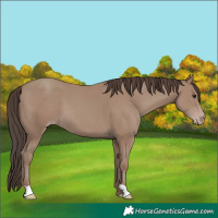 Horse Color:Classic Champagne