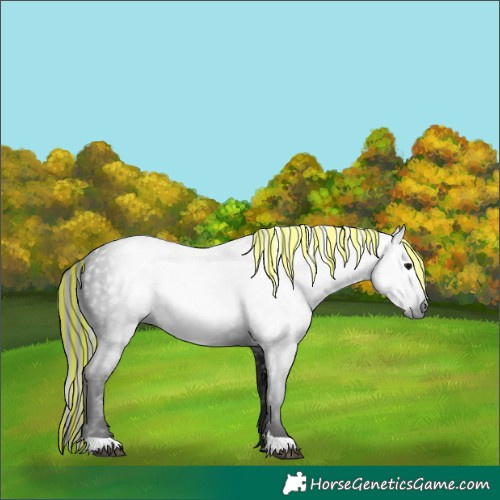 Horse Color:Gray Painted Black 
