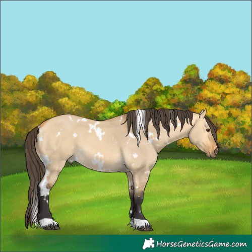 Horse Color:White Spotted Buckskin Dun 