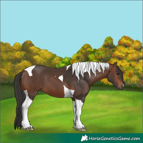 Horse Color:Brown Tobiano 