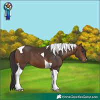 Horse Color:Brown Tobiano 