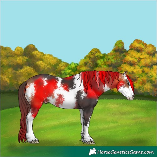 Horse Color:Buckskin Sabino 