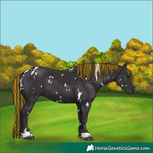Horse Color:Painted White Spotted Smoky Black