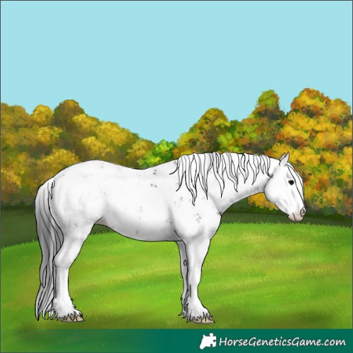 Horse Color:Black Sabino 