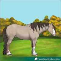Horse Color:Classic Champagne Dun 