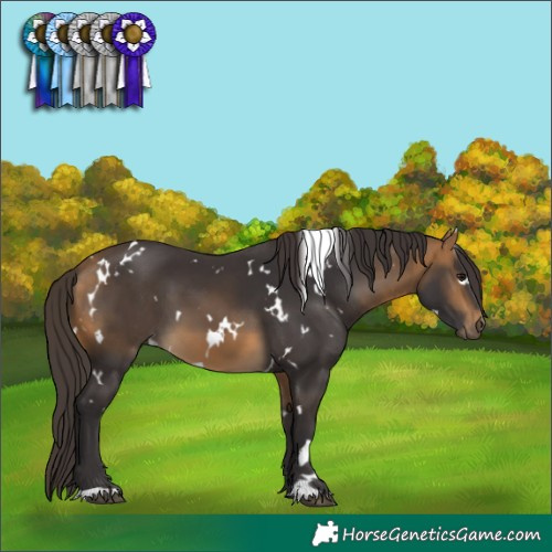 Horse Color:White Spotted Buckskin 