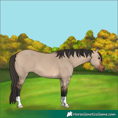 Horse Color:Bay Dun 