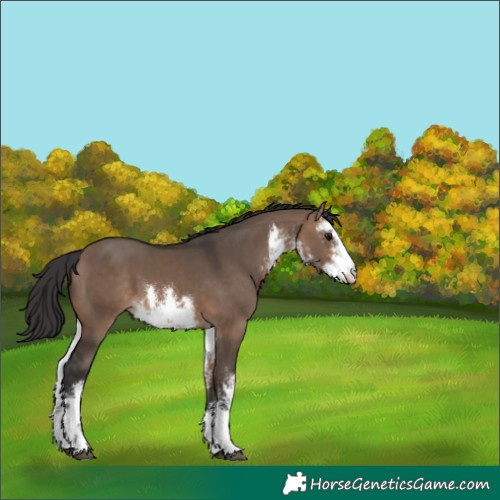 Horse Color:White Spotted Brown Dun 