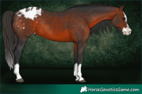 Horse Color:Brown Splash Varnish Rabicano 