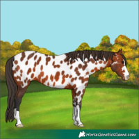 Horse Color:Unknown 