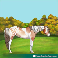 Horse Color:Bay Onyx Tobiano Appaloosa 