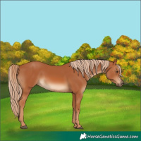 Horse Color:White Spotted Chestnut 