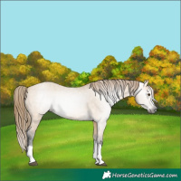 Horse Color:Gray Buckskin Dun Splash Appaloosa 